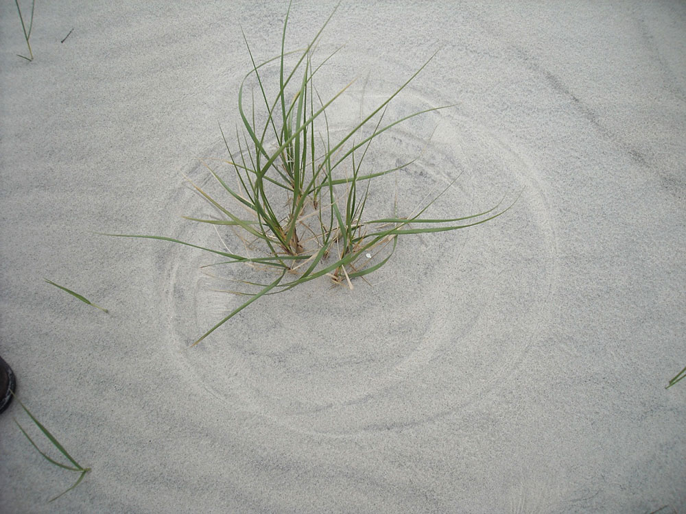 Grass in sand